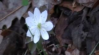 Rue Anemone Thalictrum thalictroides [upl. by Maitund]