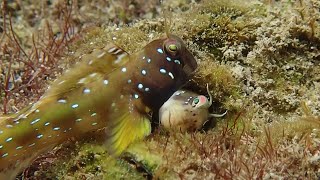 Watch Coolest Blenny Fish Romance Deep Water [upl. by Jeni894]