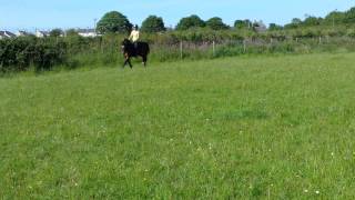 Talented young Welsh Cob Mare For Sale [upl. by Krasnoff]