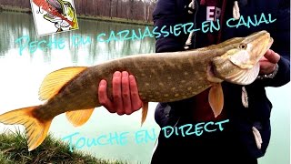 Peche du carnassier en canal  Touches en direct GoPro HD 2 [upl. by Adriel]