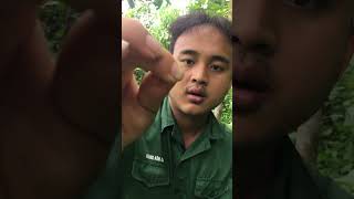 Father rescues son from gorilla survival shorts bushcraft wildlife [upl. by Atiuqet]