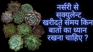 NURSERY SE SUCCULENTS KHAREEDTE SAMAY KIN BAATON KA DHYAAN RAKHANA CHAIYE [upl. by Cormac]