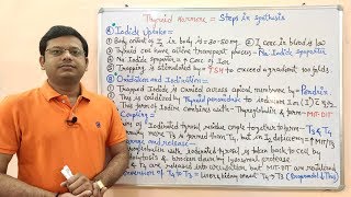 Endocrine Gland Part 13  Steps Involved in The Synthesis of Thyroid Hormones  Endocrinology [upl. by Oran]