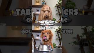 Table Manners Challenge  Goldendoodle vs Golden Retriever dogchallenge goldenretriever dogfood [upl. by Alfredo]