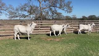 Registered Gray Brahman HeifersBreeding Age [upl. by Zachary]