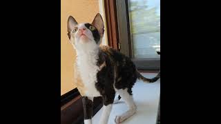 Cornish Rex cat Harmony So beautiful [upl. by Kerrin242]