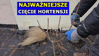 Kluczowe Cięcie Hortensji Bukietowej Drzewiastej Annabelle Jak ciąć Hortensje czy ciąć Ogrodową [upl. by Ayhay511]