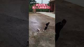 A mad dog bites a passerby who kicks it to death Animals Animals confusing behavior Dogs Dogs [upl. by Neff]