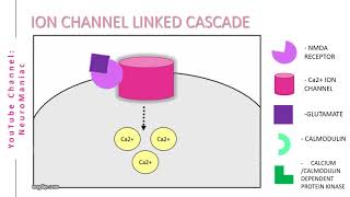 NEUROSCIENCE  SIGNAL TRANSDUCTION CASCADE WITH EXAMPLES [upl. by Deloris]