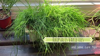 Rhipsalis Varieties amp Care Tips  Come See my Rhipsalis Houseplants  10K Giveaway Winner [upl. by Josephina]