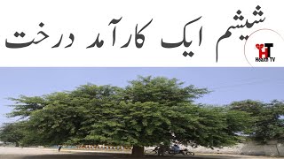 Sheesham DalbergiaSisoo Tali Sheesham Tree in Pakistan  Sheesham Tree Leaves  ShishamHealthTV [upl. by Anitnoc]