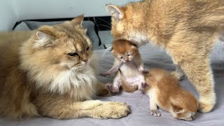 I was very moved Cat father and mother cat take care of kittens together 😊 cute animal videos [upl. by Rice887]