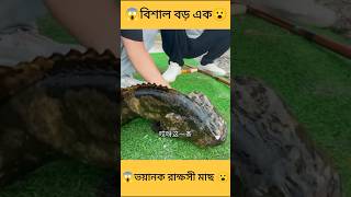 বিশাল এক বড় রাক্ষসী মাছ fishing fish fishingvideo AdiFishman Fischers RAWWFishing fis [upl. by Esirec997]