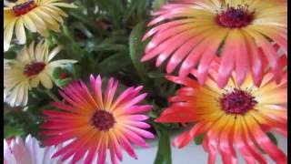 Ice plant Mesembryanthemum crystallinum [upl. by Camilo]