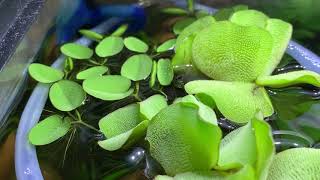 Giant Salvinia Evolving to become Salvinia Minima Natans [upl. by Cyn]