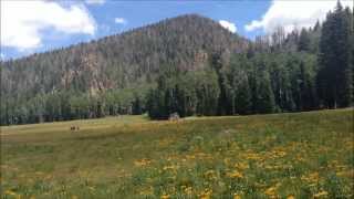 Pine Valley Mountains Utah  Hiking Signal Peak Hidden Forest and Whipple Valley [upl. by Seldun]