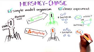 The Hershey and Chase Experiment  Discovery of DNA as the genetic material [upl. by Bradwell805]