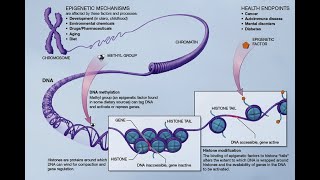 Acetylation and Methylation [upl. by Yahsat]