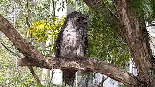 Tawny Frogmouth  Bird Paradise Singapore [upl. by Collayer]