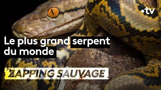 Le plus grand serpent du monde  ZAPPING SAUVAGE [upl. by Ami]