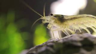 Amano Shrimp dancing to techno caridina japonica [upl. by Oirasan291]