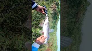 shovelnose catfish caught on silver spinner lure  shortsvideo snakehead spinnerfishing [upl. by Angelia]