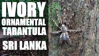 TREE TARANTULAS Sri Lanka [upl. by Ztnahc116]