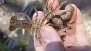 Male vs Female Crayfish Spotting the Differences [upl. by Aiselad656]