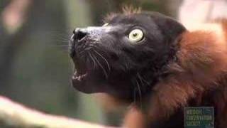 RedRuffed Lemur Group Shriek [upl. by Noe]