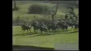 1981 Waterford Crystal Stayers Hurdle [upl. by Fernas]