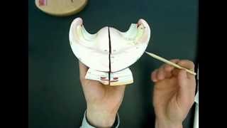 female reproductive anatomy model 02wmv [upl. by Giorgia687]