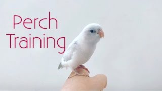 Baby White Parrotlet  Perch Training [upl. by Aelyk]