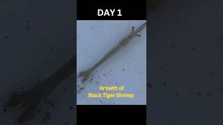 Black Tiger Shrimp Growth aquaculture tigershrimp shrimpfarming blacktiger [upl. by Sivartal]