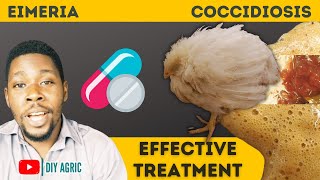 Coccidiosis  Brown and Bloody Poop  How to Treat Coccidiosis Symptoms in Chicken [upl. by Jeanna970]