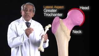 Lower Limb Femur  Anatomy Tutorial [upl. by Fabrianna610]