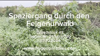 Spaziergang durch den FeigenUrwald im Feigenparadies  Ficus carica  460 Sorten Feigenbäume [upl. by Dyson]