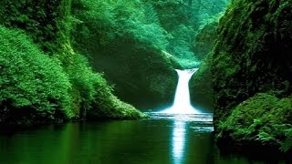 Beautiful Jungle Music  Amazon Rainforest [upl. by Haleigh124]