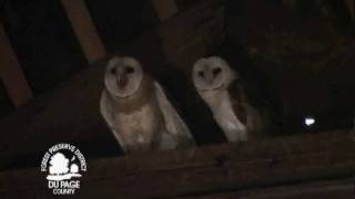 Barn Owl Shriek [upl. by Latreshia517]