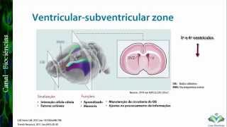 Overview Neurogênese no Cérebro Adulto [upl. by Nylyoj]