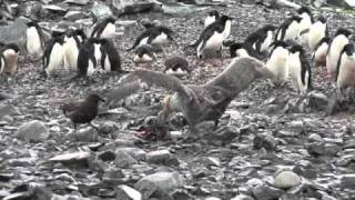 Antarctica  Penguin Chick Kill [upl. by Rockefeller942]