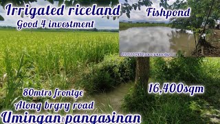 lot361 irrigated riceland 16400sqm 25M 80 mtrs frontge along brgy road umingan pangasinan [upl. by Herta209]