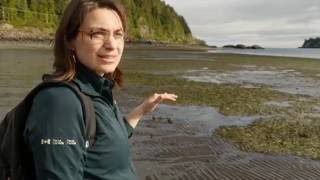 Intertidal Walk [upl. by Ahsimek805]