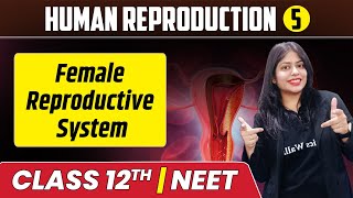 Human Reproduction 05  Female Reproductive System  Class 12thNEET [upl. by Madra842]