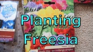 Planting Freesia Bulbs [upl. by Yeleek]