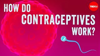 How do contraceptives work  NWHunter [upl. by Animahs]