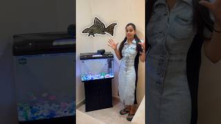 Aquarium Mai Dali New Fishes  🤩 minivlog sanjhalikavlog aquarium fishes [upl. by Raviv]