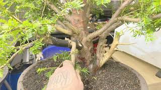 Taxus Baccata Bonsai english yew [upl. by Leoline28]