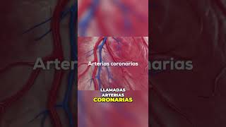 La Importancia de las Arterias Coronarias en la Salud del Corazón [upl. by Varick]