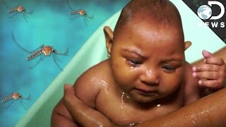 The Devastating Zika Virus Explained [upl. by Mcconnell]