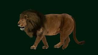 Male African Lion Mr Big 3D Model animals endangered [upl. by Okimuy]